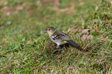 very small passerine bird endemic of Madeira island (madeira firecrest, madeira kinglet, regulus madeirensis)