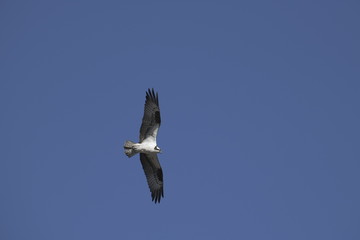 Osprey flying in yellowstone, wyoming, usa