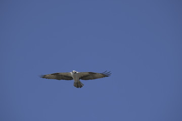 Osprey flying in yellowstone, wyoming, usa