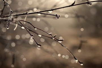 Drops of water on frozen branch