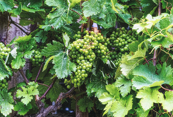 grapes on the vine