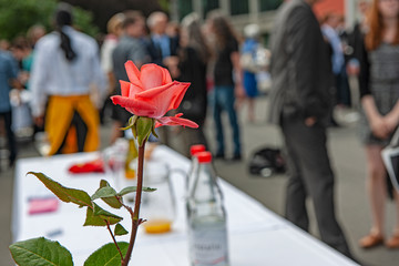 Stehapero mit Rose im Vordergrund, Schweiz