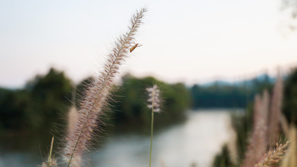 Fototapeta premium Grasshoppers at the grass near the river, Beautiful flower Grass flower and sunrise background in the morning.