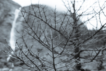 Bare Branches