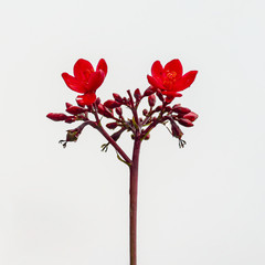 Red Flowers of Jatropha