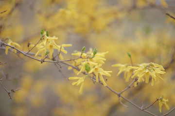Fototapeta na wymiar Yellow forsythia flowers. Yellow blossoms of forsythia bush. First blooming bush in spring.