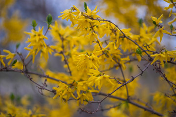 Yellow forsythia flowers. Yellow blossoms of forsythia bush. First blooming bush in spring.