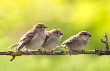 three little funny yellow-mouthed Sparrow Chicks sit on a branch in a summer Sunny garden