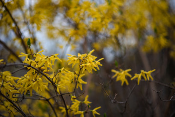 Yellow forsythia flowers. Yellow blossoms of forsythia bush. First blooming bush in spring.