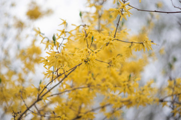 Yellow forsythia flowers. Yellow blossoms of forsythia bush. First blooming bush in spring.