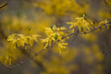 Yellow forsythia flowers. Yellow blossoms of forsythia bush. First blooming bush in spring.