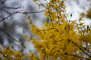 Yellow forsythia flowers. Yellow blossoms of forsythia bush. First blooming bush in spring.