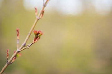 The first spring gentle leaves, buds and branches. Toned image spring tree branch on gentle soft background outdoors. Spring border template floral background. Free space for your text.