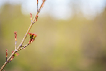 The first spring gentle leaves, buds and branches. Toned image spring tree branch on gentle soft background outdoors. Spring border template floral background. Free space for your text.