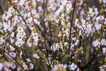 Spring background with blossom. Beautiful nature scene with blooming tree. Easter. Spring flowers. Beautiful orchard. Abstract blurred background.