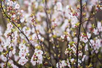 Spring background with blossom. Beautiful nature scene with blooming tree. Easter. Spring flowers. Beautiful orchard. Abstract blurred background.