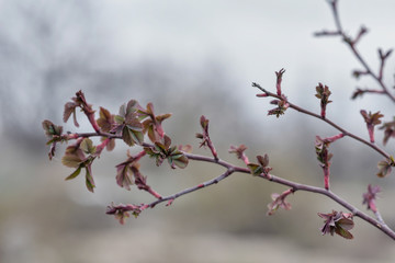 The first spring gentle leaves, buds and branches. Toned image spring tree branch on gentle soft background outdoors. Spring border template floral background. Free space for your text.