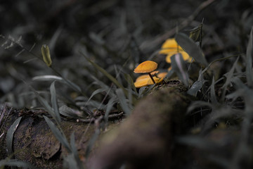mushroom in forest
