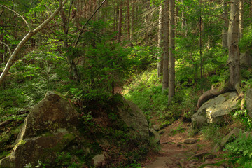 forest highland pine trees colorful landscape fairy tale spring time sun rise morning season weather in Carpathian Mountains national park environment