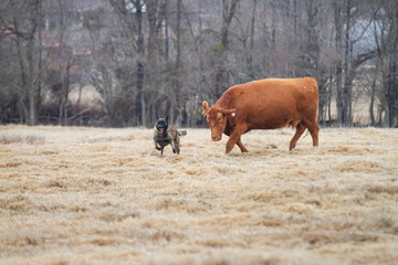 Dog herding cattle