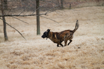 Obraz premium Dog running fast outdoors