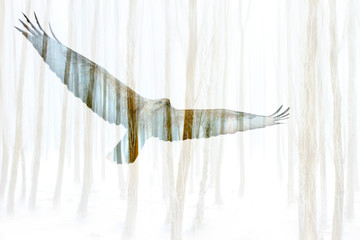 Abstract nature and birds. Double exposure effect. Nature background.