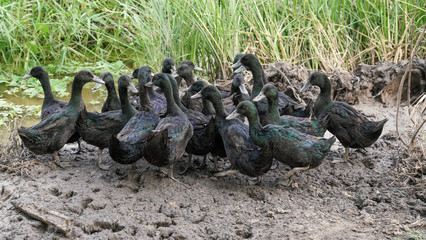 Black Ducks 