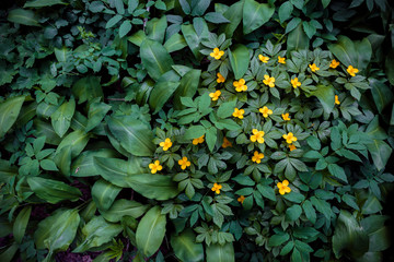 Hylomecon vernalis, forest poppy, small yellow flowers bloom in the spring in the Moscow Botanical garden, among other wild green plants with leaves