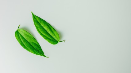 collection of a green leaves on white desk.