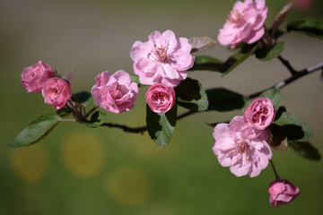 Apple crab tree in bloom, pink crab flowers with buds close-up 