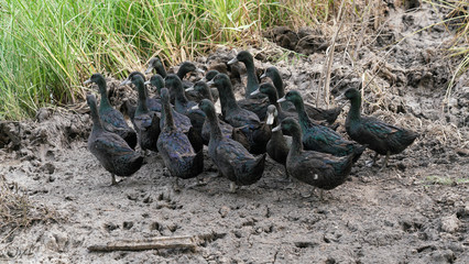 Obraz premium Black Ducks 