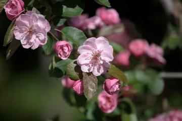 Fototapeta na wymiar Blooming Apple tree in the garden Pink flowers in small clusters on a crab apple tree branch