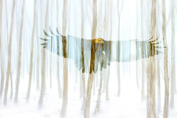 Abstract nature and birds. Double exposure effect. Nature background.