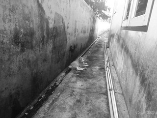 Fototapeta premium A cat in the back corridor