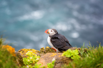 Atlantic puffin single bird on the stone against the ocean background, animals in the wild