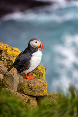 Fototapeta premium Atlantic puffin single bird on the stone against the ocean background, animals in the wild, vertical image