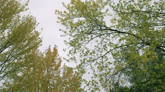 Treetops in Autumn on a Strong Windy Day. 4K