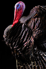  portrait Bronze turkey on a black background.