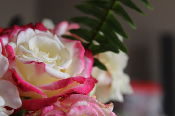 pink rose with water drops