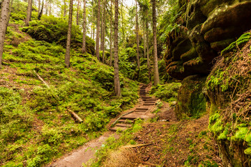 Landscape in Germany - A footpath leads through the jungle, past rock monuments.