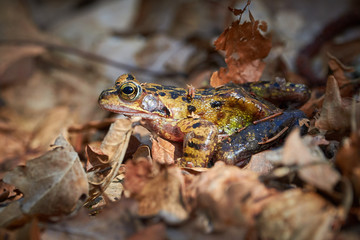 Closeup of frog in the forest, on leaves