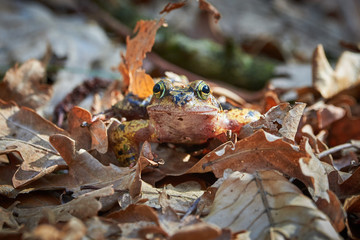 Closeup of frog in the forest, on leaves
