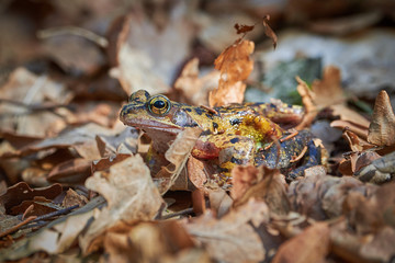 Closeup of frog in the forest, on leaves