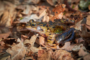 Closeup of frog in the forest, on leaves