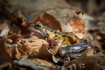 Closeup of frog in the forest, on leaves