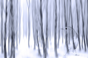 Abstract nature and birds. Double exposure effect. Nature background.