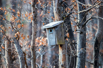 Vogelhaus im Wald im Herbst zwischen kahlen Bäumen