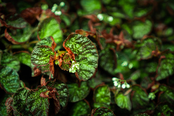 Focusing on the top of green plant with blurred stacks of green leaves background