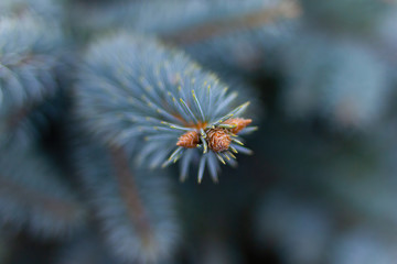 Naklejka na ściany i meble Small bumps on a blue spruce close-up.