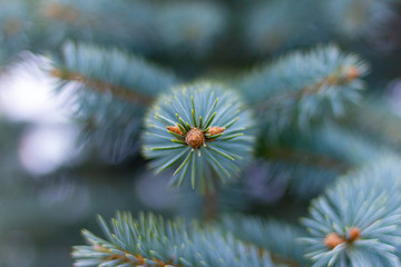 Naklejka na ściany i meble On the blue spruce close-up grow small cones.